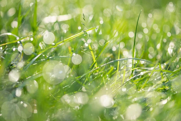 春の草の新鮮な朝の雫 — ストック写真