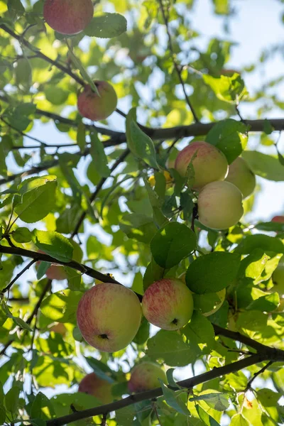 demet kırmızı elmalar