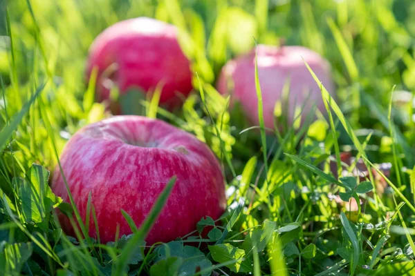 Rode appels op een groen gras — Stockfoto