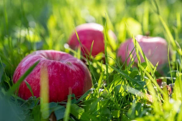 Rode appels op een groen gras — Stockfoto