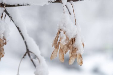 Ağaçların kış dalları