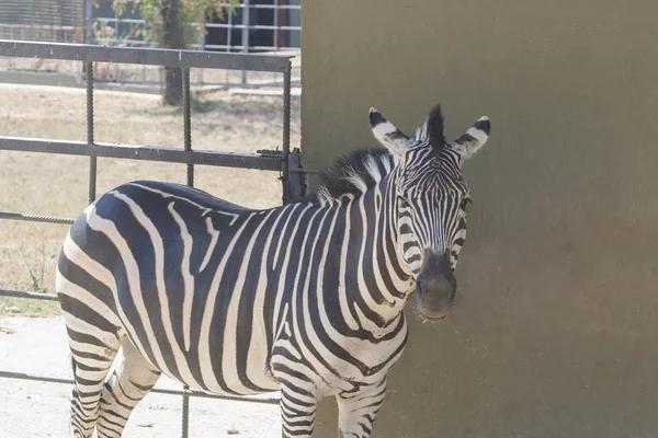 Different type of animals being in zoo