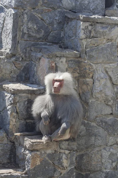 Hayvanların hayvanat bahçesinde olmak farklı türü