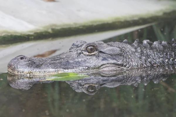 Hayvanların hayvanat bahçesinde olmak farklı türü