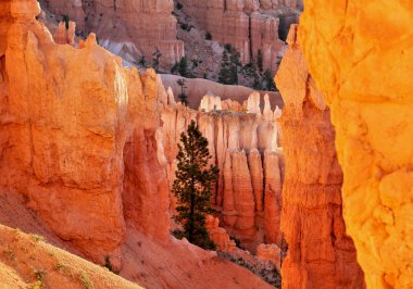 Bryce Canyon ülke. Milli Park içinde turuncu kaya.