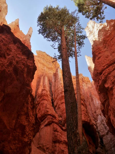 Bryce Canyon Magiska Land Utah Usa — Stockfoto