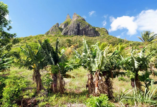 Mauritius Insel Tropische Berge — Stockfoto