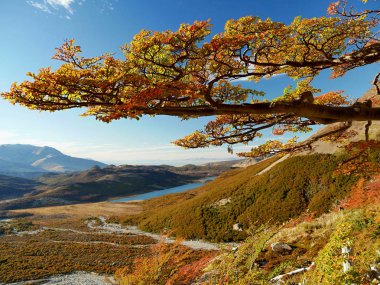 Dağlardaki renkli ağaçlar. Patagonya, Arjantin