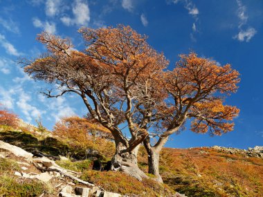 Dağlardaki renkli ağaçlar. Patagonya, Arjantin