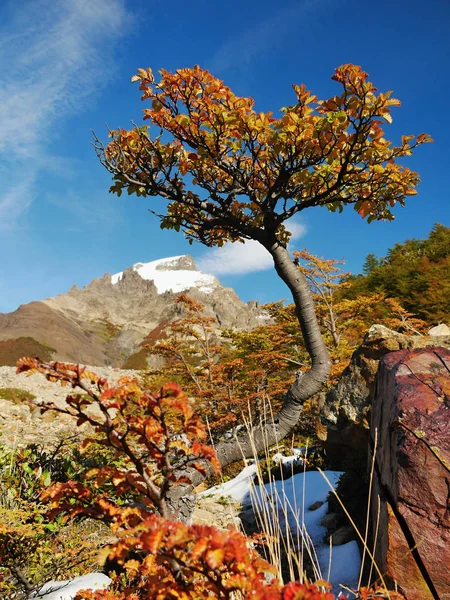 Dağlardaki Renkli Ağaçlar Patagonya Arjantin — Stok fotoğraf