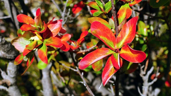 Autumn Colored Leaves Beautiful Nature — Stok fotoğraf