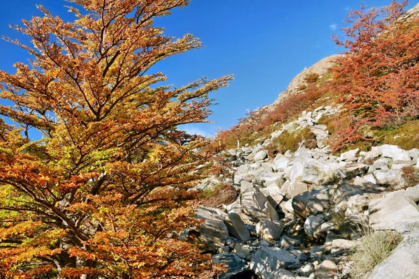 Patagonya Karlı Dağlar Sonbahar Ormanı — Stok fotoğraf