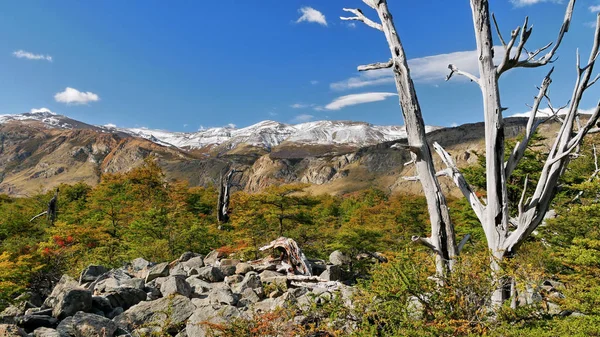 Besneeuwde Bergen Herfst Bos Patagonië — Stockfoto