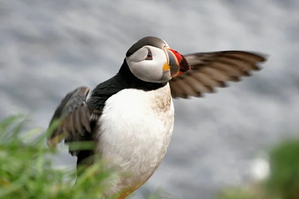 Atlantische Papegaaiduiker Een Rots — Stockfoto