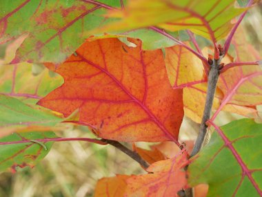 Autumn colored leaves. Beautiful nature.