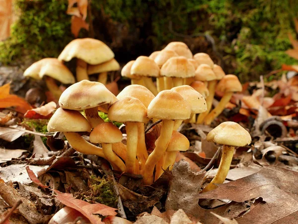 Mushrooms Autumn Forest — Stock Photo, Image