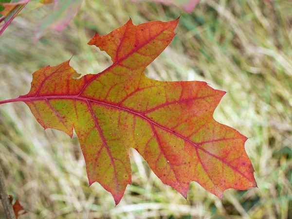 Autumn Colored Leaves Beautiful Nature — Stok fotoğraf