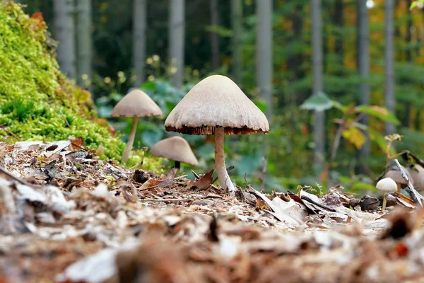 Sonbahar Ormanında Mantarlar — Stok fotoğraf