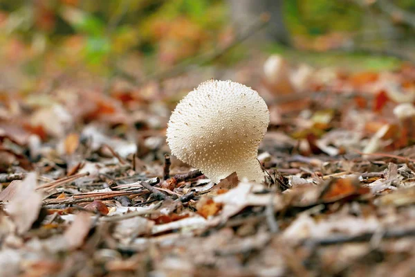Mushrooms Autumn Forest — Stock Photo, Image