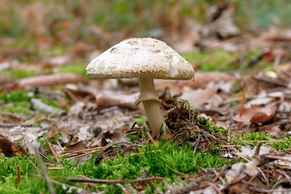 Pilze Herbstwald — Stockfoto