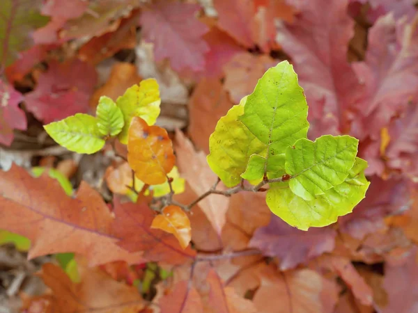 Autumn Colorful Leaves Forest — Stock Photo, Image