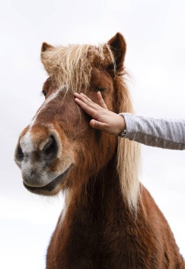 Beyaz bir arka plan üzerinde petted bir İzlanda at