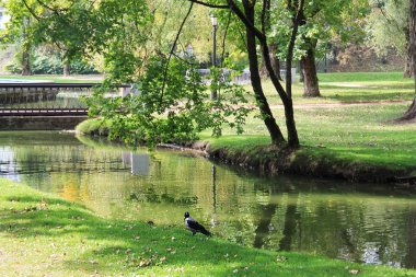 Hayat hakkında yalnız kuzgun düşünme