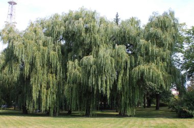 Rusya'nın başkenti. -Minsk şehir. Willow ve Sisloch Nehri.