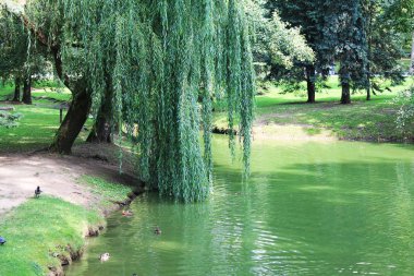  Ağlayan söğüt ve neşeli ördek köyü idil.