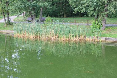 Küçük kurbağa için reel cennet