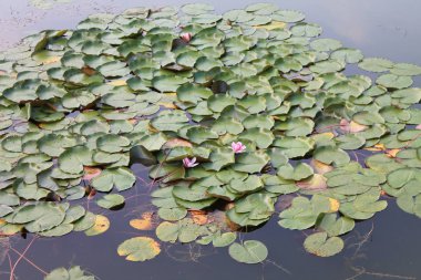 Mor lilyum yavaşça gölette oynat.