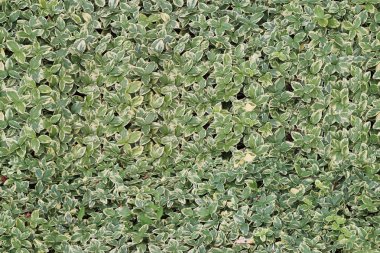 Arka plan bir gün güneşli yaz yeşil çimen