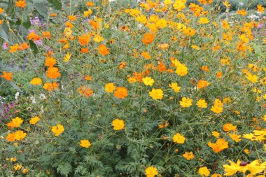 Yaz fotoğraf. Sarı karahindiba çiçek yaprakları yeşil çim ile