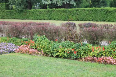 güzel çiçek çiçek açan kırmızı yatak. mavi. pembe ve sarı diffeent çiçek