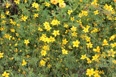 Capsella bursa-pastoris. Kır çiçekleri
