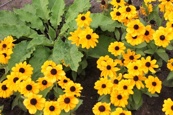 Μυστηριώδη Κίτρινα Λουλούδια Που Ξυπνούν Στο Πάρκο Της Πόλης Μετά — Φωτογραφία Αρχείου