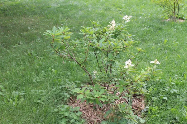 Interesting Bush Hydrangeas Reveals Its Secrets — Stock Photo, Image