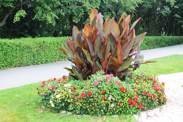 Geweldige Bloemperken Met Kleurrijke Bloeiwijze Van Verschillende Kleuren — Stockfoto