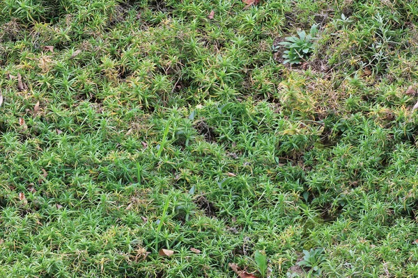 コケに似た草のテクスチャ — ストック写真