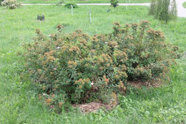  Yeşil çayır Dvva güzel bush