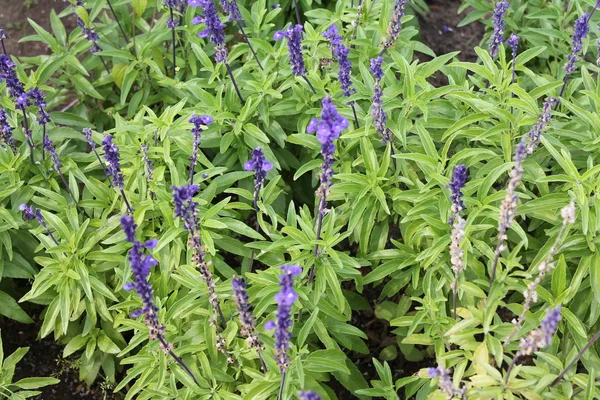 etkileyici mavi çiçekler mumlar için benzer