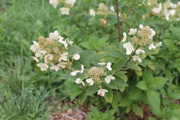 Las Hortensias Blancas Encuentran Con Calidez Ternura —  Fotos de Stock