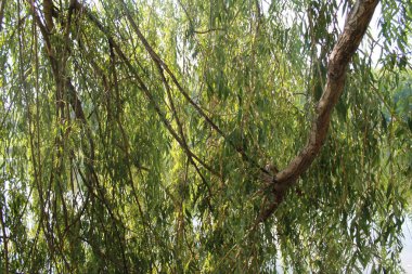 sonbahar. Sonbaharın renkleri eğlenceli. parkta derinliklerine giden yol