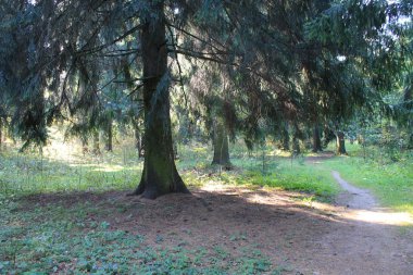 sonbahar. Sonbaharın renkleri eğlenceli. parkta derinliklerine giden yol