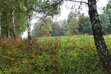 sonbahar. renkler sonbahar, sonbahar sonbahar üzgün zaman eğlenceli