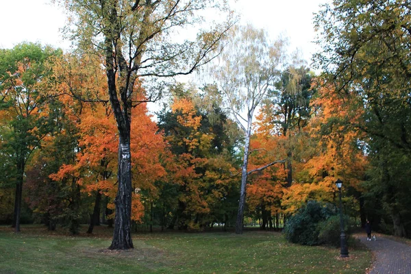 Jesienią Zabawne Kolory Jesieni Aleja Słoneczny Wieczór Jesienny Ogród Botaniczny — Zdjęcie stockowe