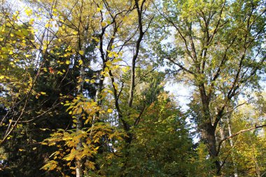  sonbahar. Sonbaharın renkleri eğlenceli. gökyüzü parlak sarı renkler oyun ağaçları.