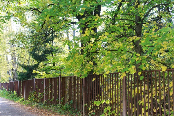 Podzim Zábava Barvy Podzimu Krásná Pěšina Plotem Městské Botanické Zahradě — Stock fotografie