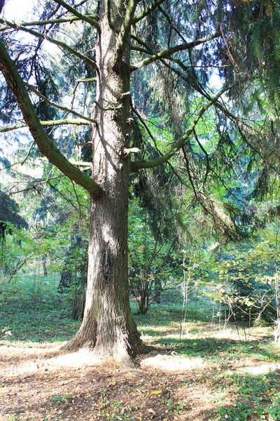 Jesienią Zabawne Kolory Jesieni Bajkowy Las Drzewo — Zdjęcie stockowe