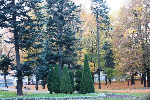楽しい秋の色 秋の色に対してツリーの構成 — ストック写真